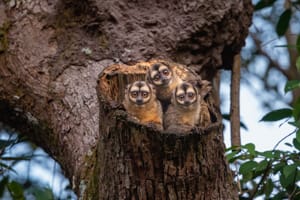 tres monos sen su nido sobre tronco de árbol