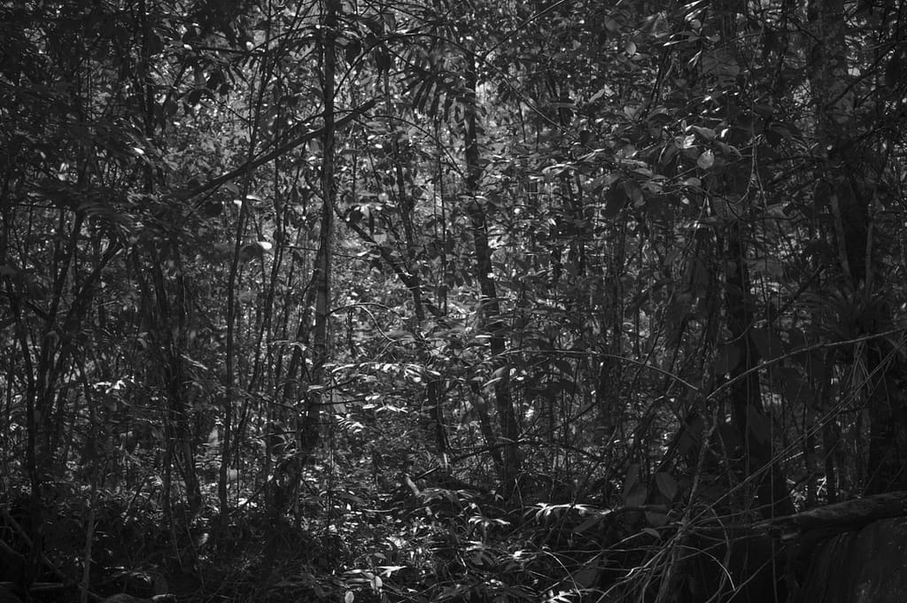 Bosques del silencio